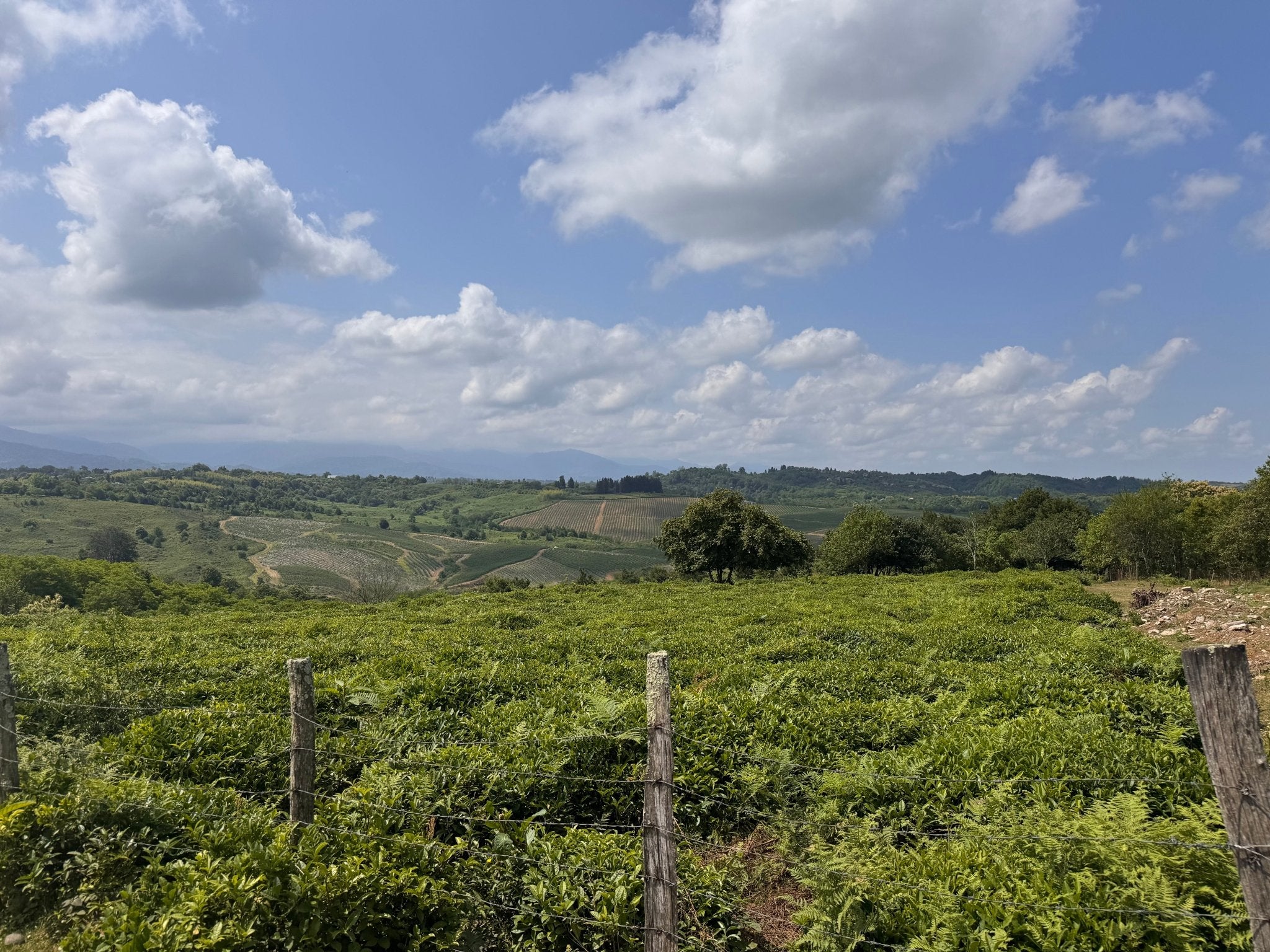 Georgian Tea: Black Sea Origins, Wild Cultivars & A Modern Revival | O5 Tea - O5 RARE TEA BAR