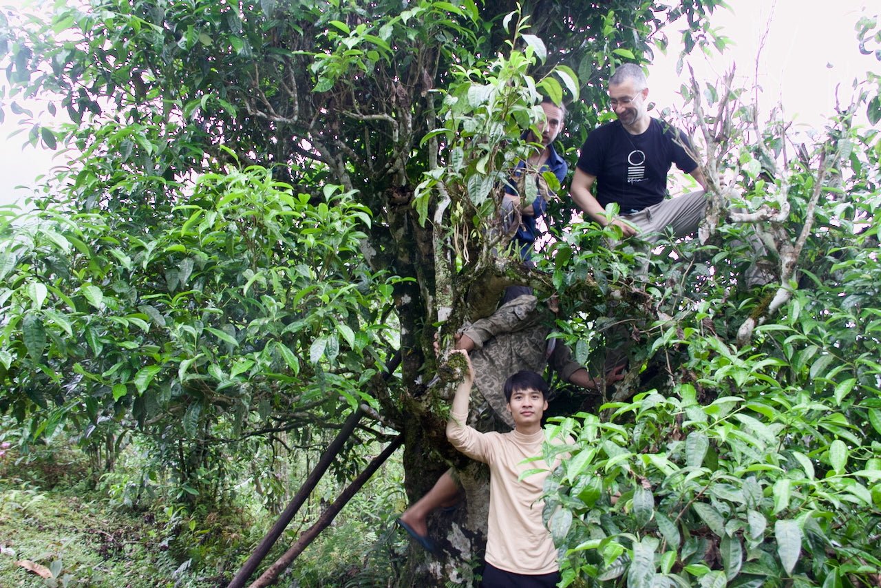 Tea in Vietnam: Ancient Forests, Insane Bio-Diversity, Outstanding Leaves - O5 RARE TEA BAR