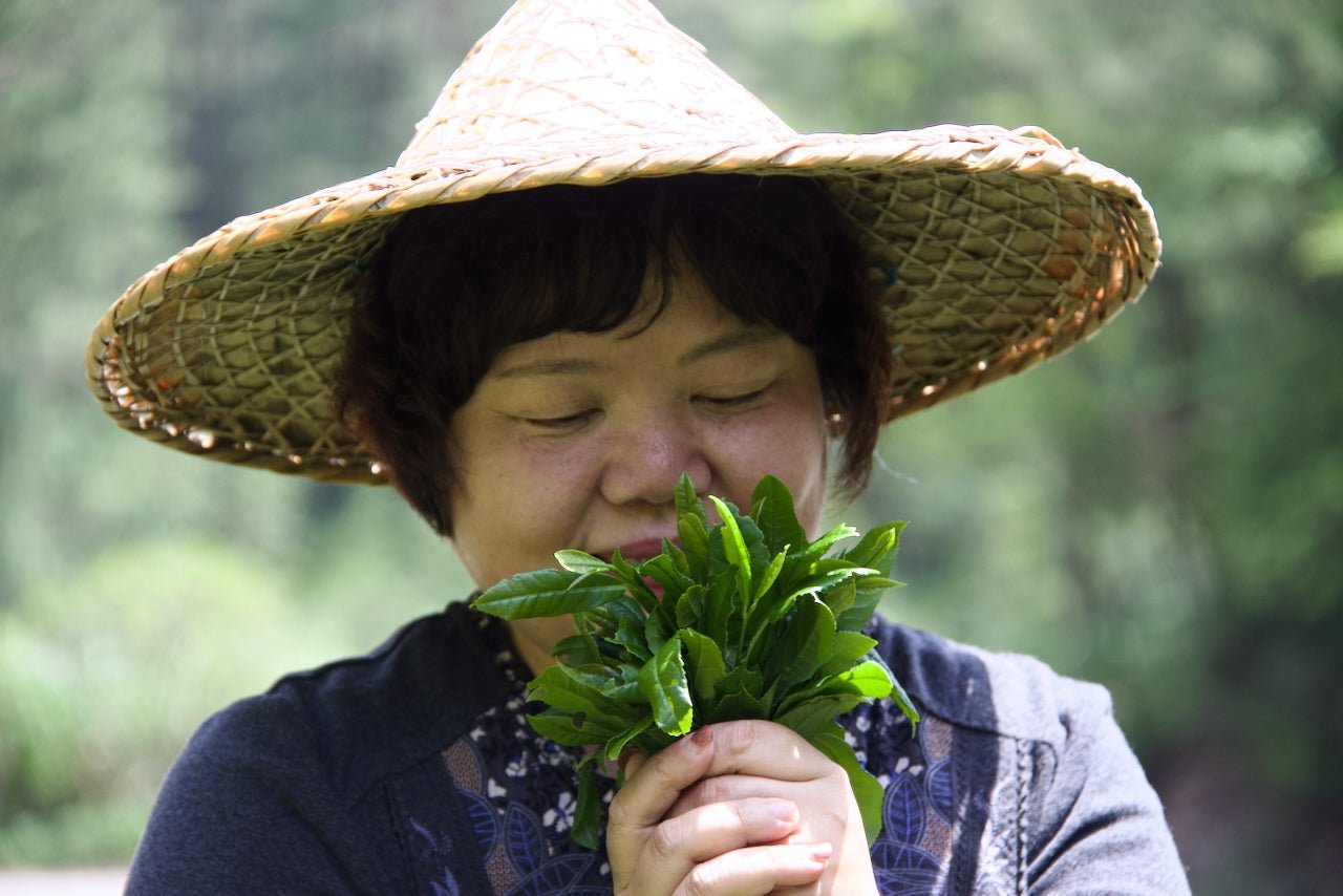 What is Oolong Tea? And why on Earth do oolongs have such complex aromatics? - O5 RARE TEA BAR