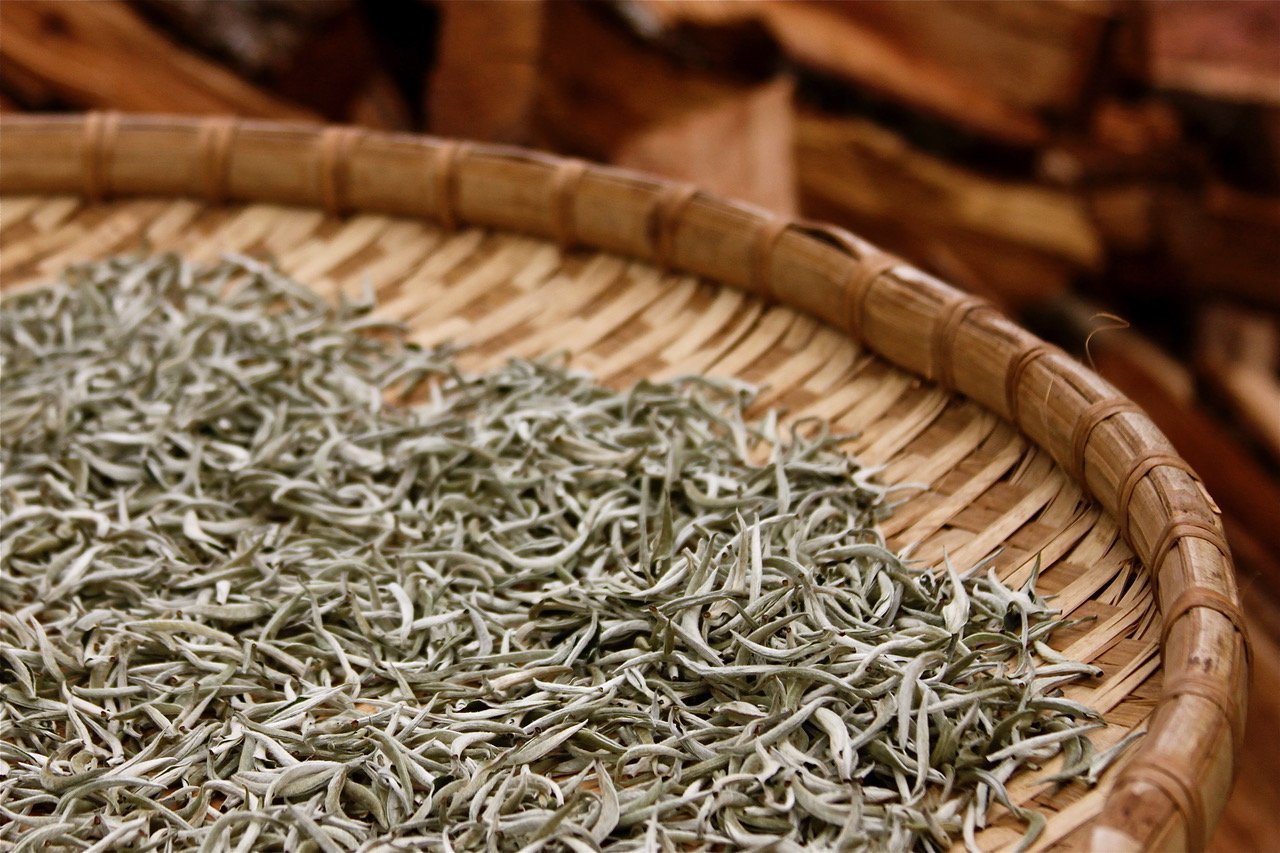 What is White Tea? - O5 RARE TEA BAR