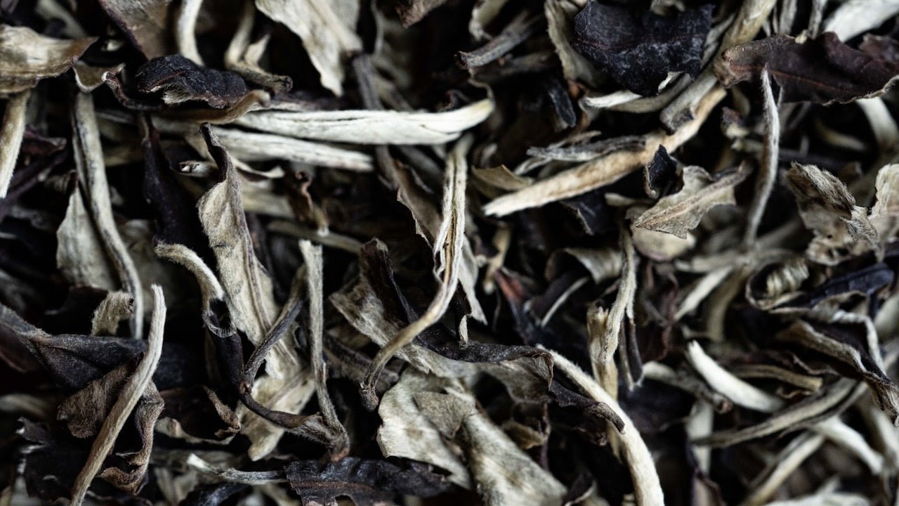 LEAVES OF HISTORY | Micro - Lots from O5's Past - O5 RARE TEA BAR