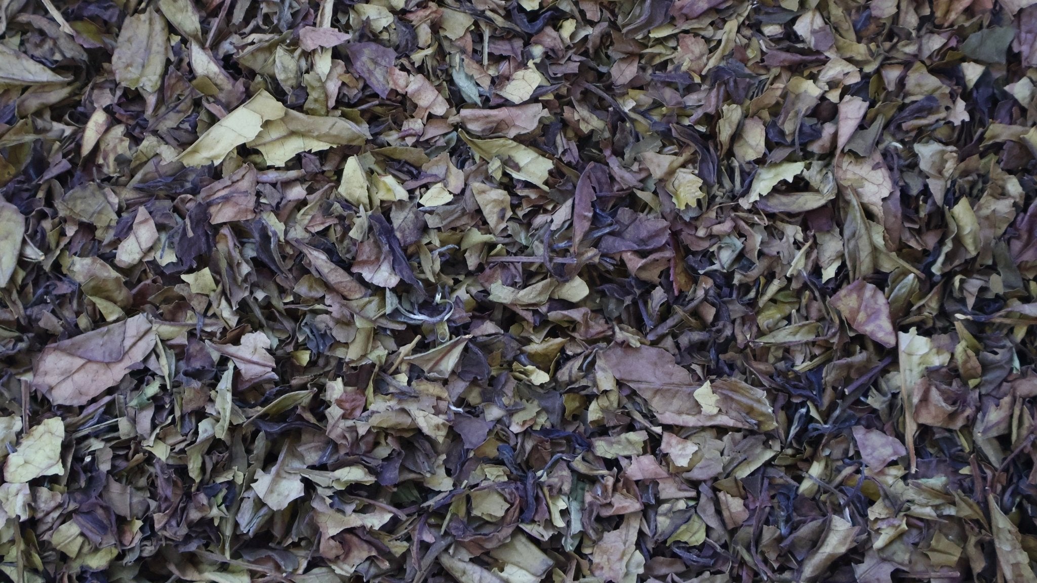 MOON SPIRIT | Ureshino Old Bush White Tea - O5 RARE TEA BAR