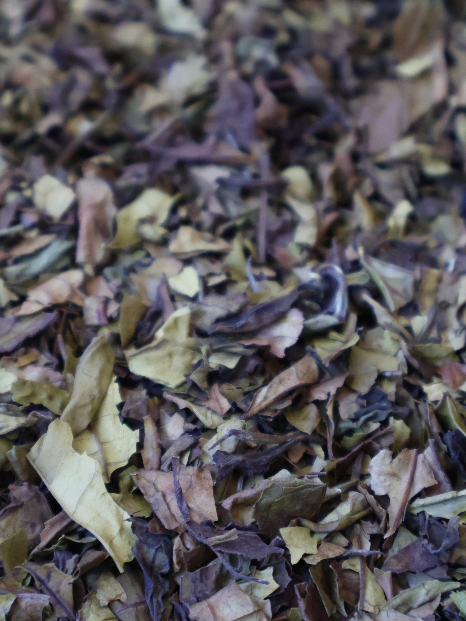 MOON SPIRIT | Ureshino Old Bush White Tea - O5 RARE TEA BAR