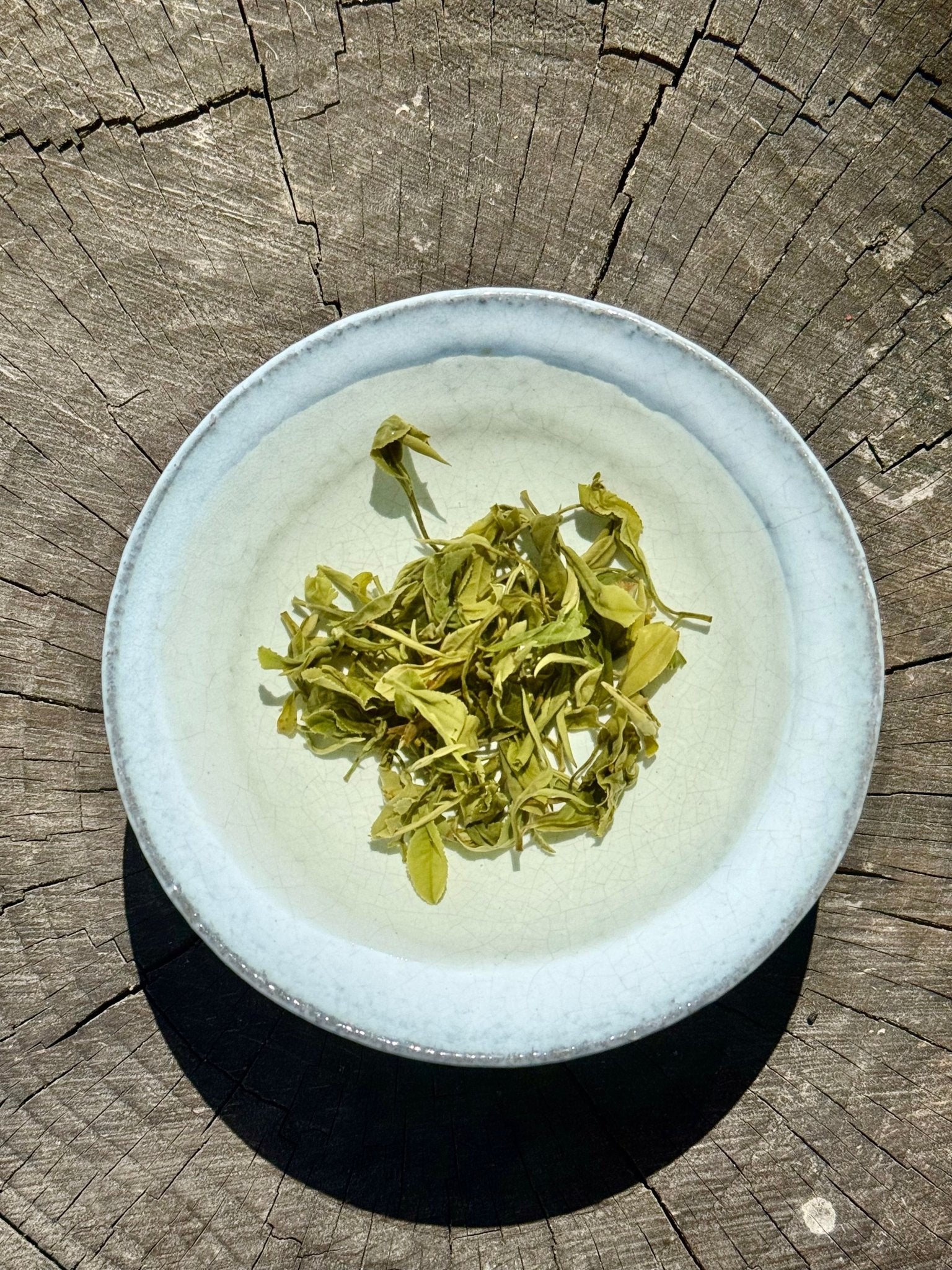 SENCHA SOUL | Ming Dynasty Style Steamed Green, 2026 - O5 RARE TEA BAR