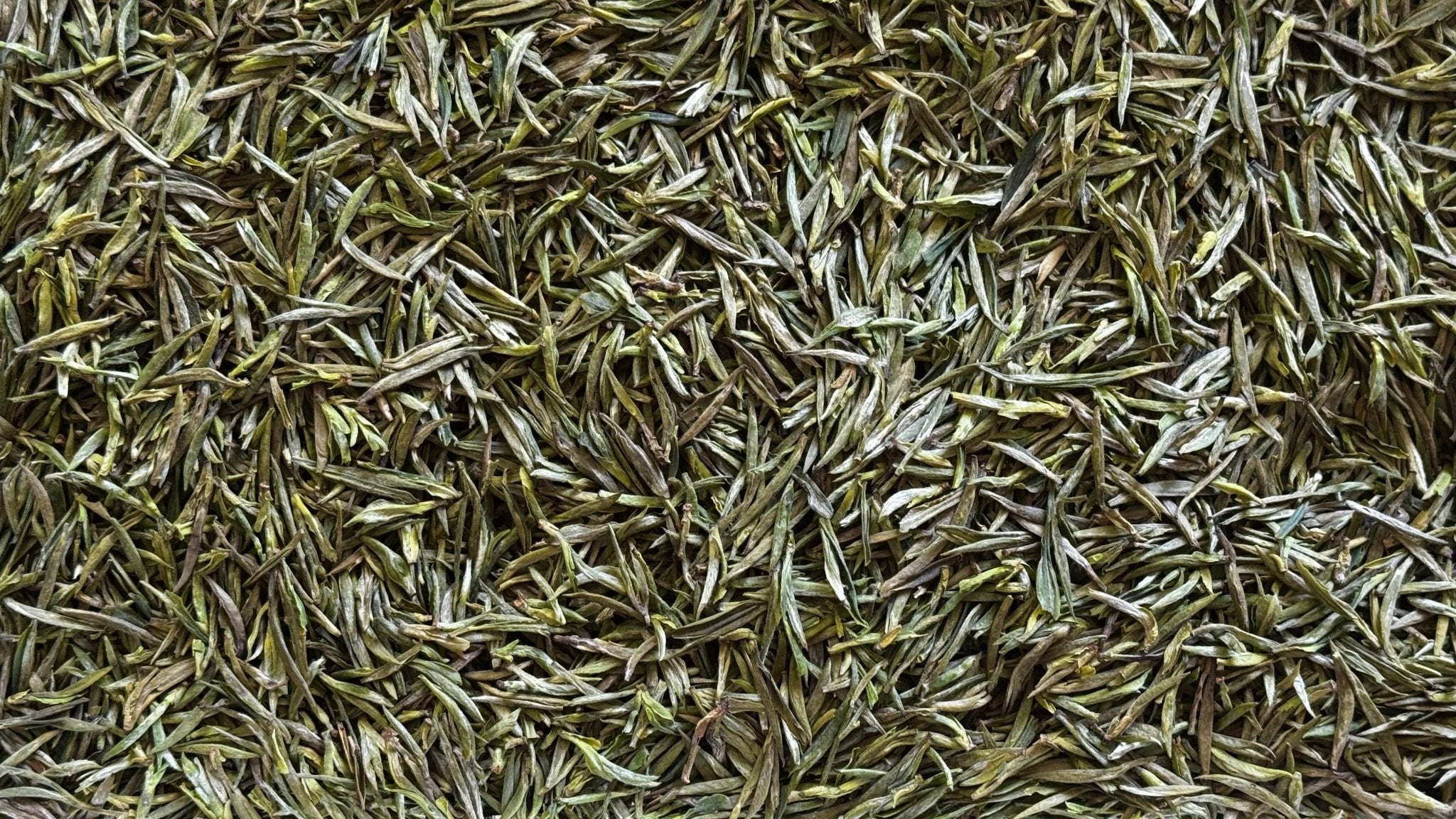 THE TEA CLASSIC | Heirloom GuZhu Zisun - 2026 - O5 RARE TEA BAR