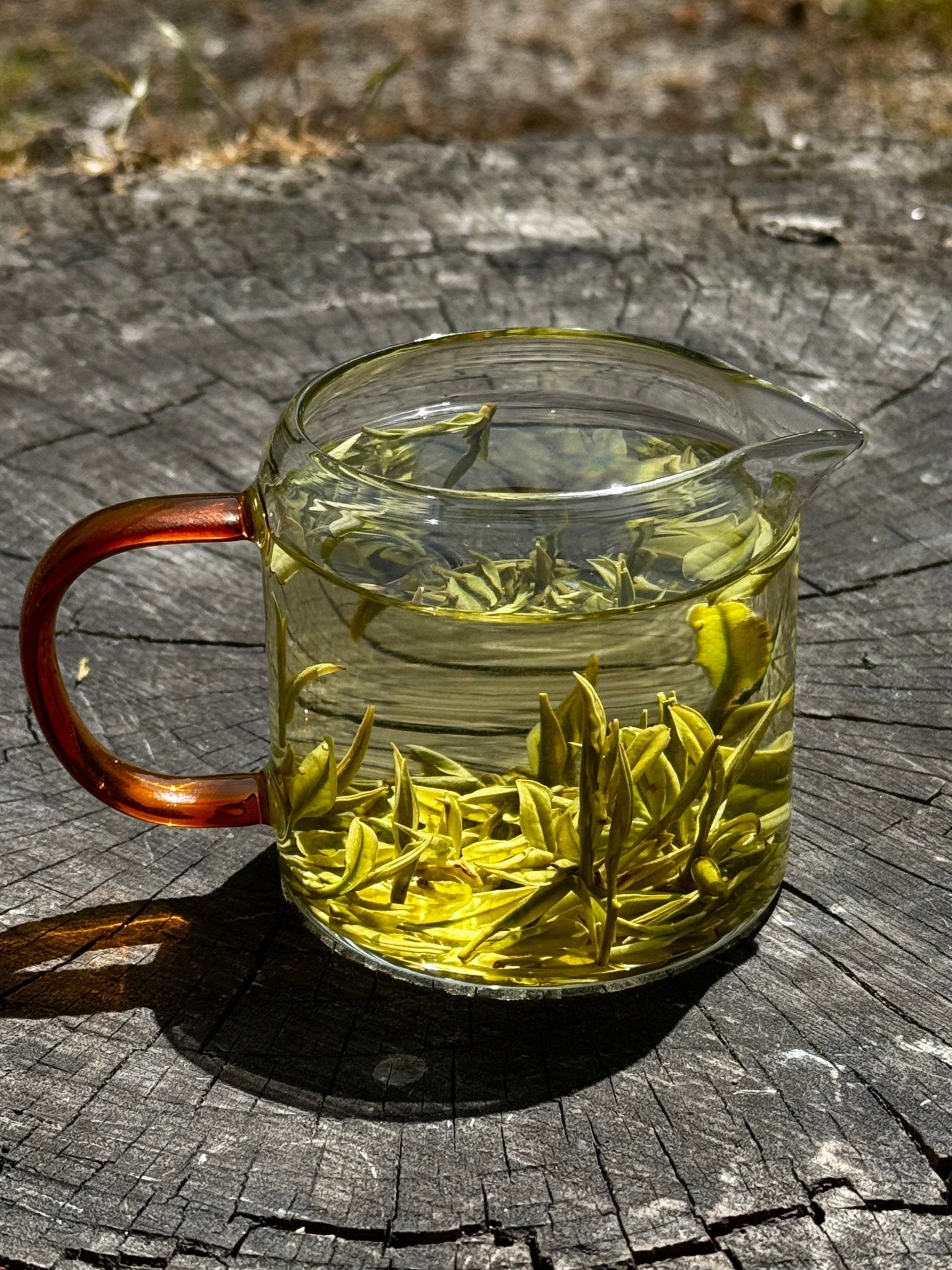 WHISPERING WOODLAND | 'Anji' Bai Cha - 2026 - O5 RARE TEA BAR