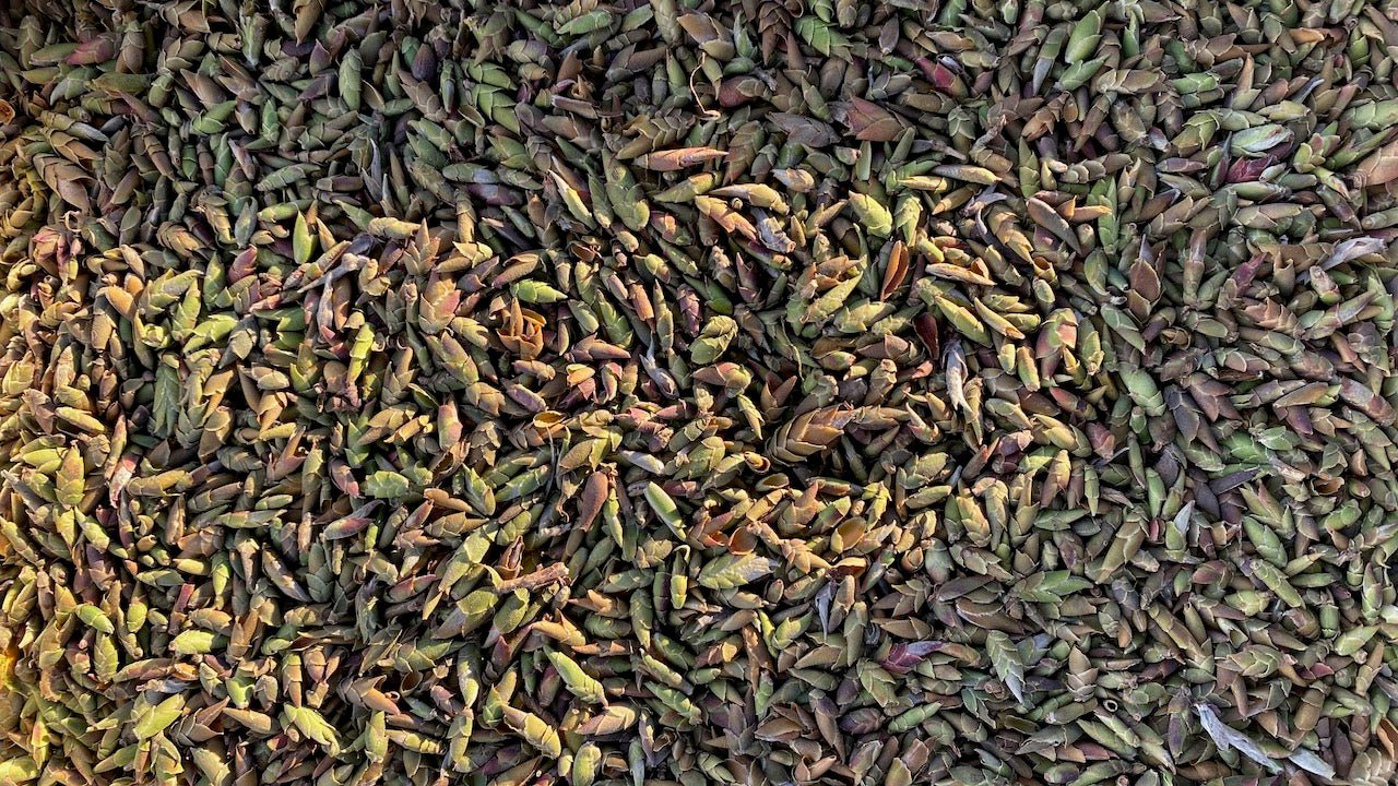 DRAGON CLAW L3 | VIETNAMESE WILD 'YA BAO' - O-FIVE RARE TEA BAR