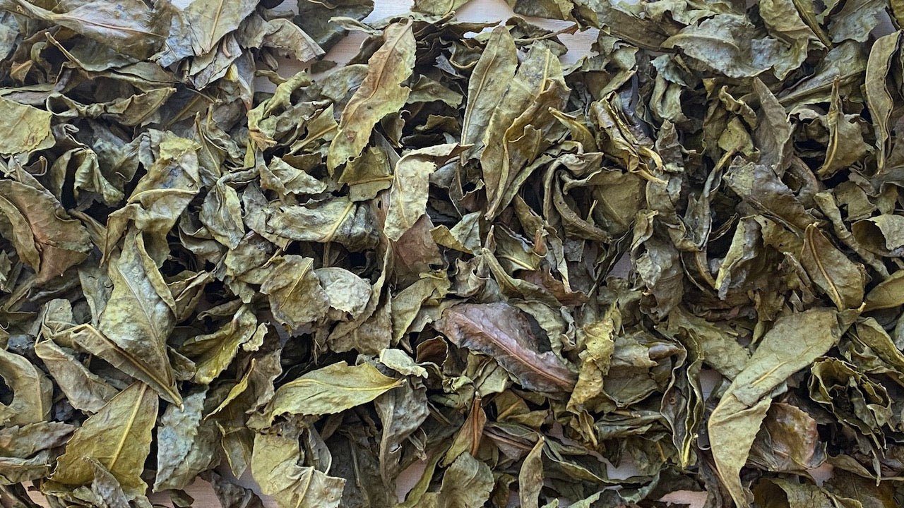 Shishikui Kancha, Heritage Japanese Tea