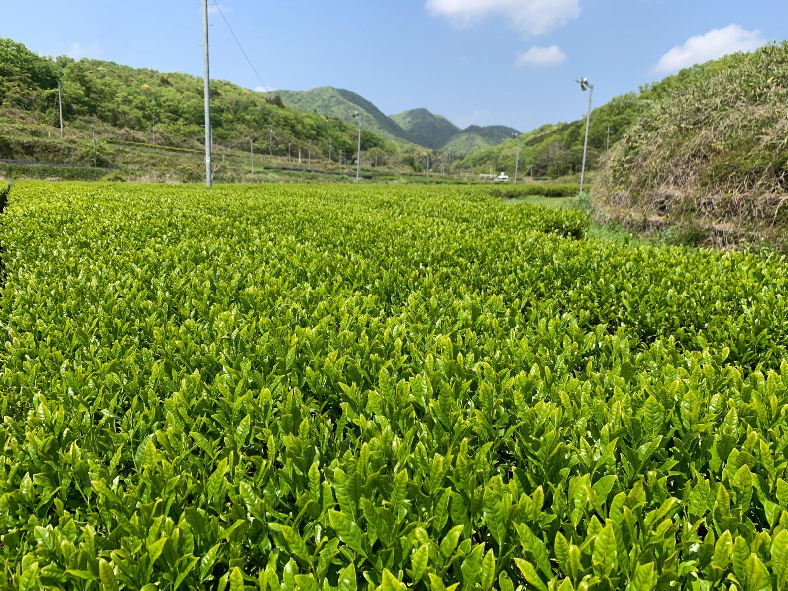 LAND OF THE GODS | IZUMO OKUMIDORI SHINCHA - O-FIVE RARE TEA BAR