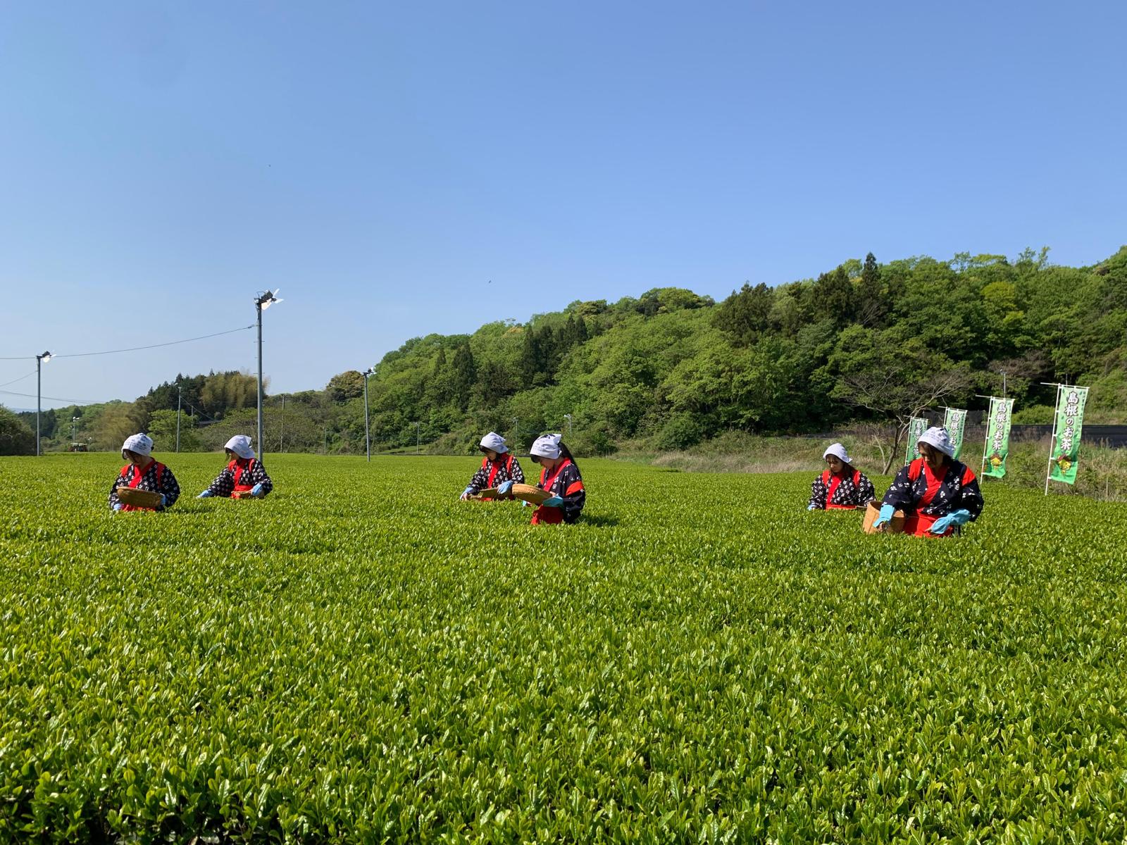 LAND OF THE GODS | IZUMO SAEMIDORI SHINCHA - O-FIVE RARE TEA BAR
