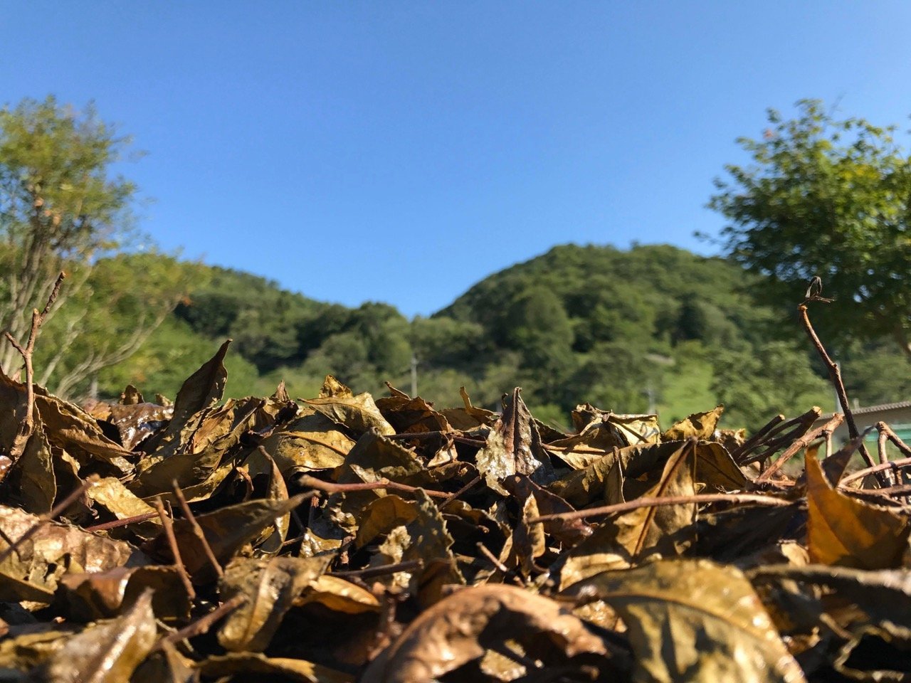 MUSASHI'S BANCHA - O-FIVE RARE TEA BAR