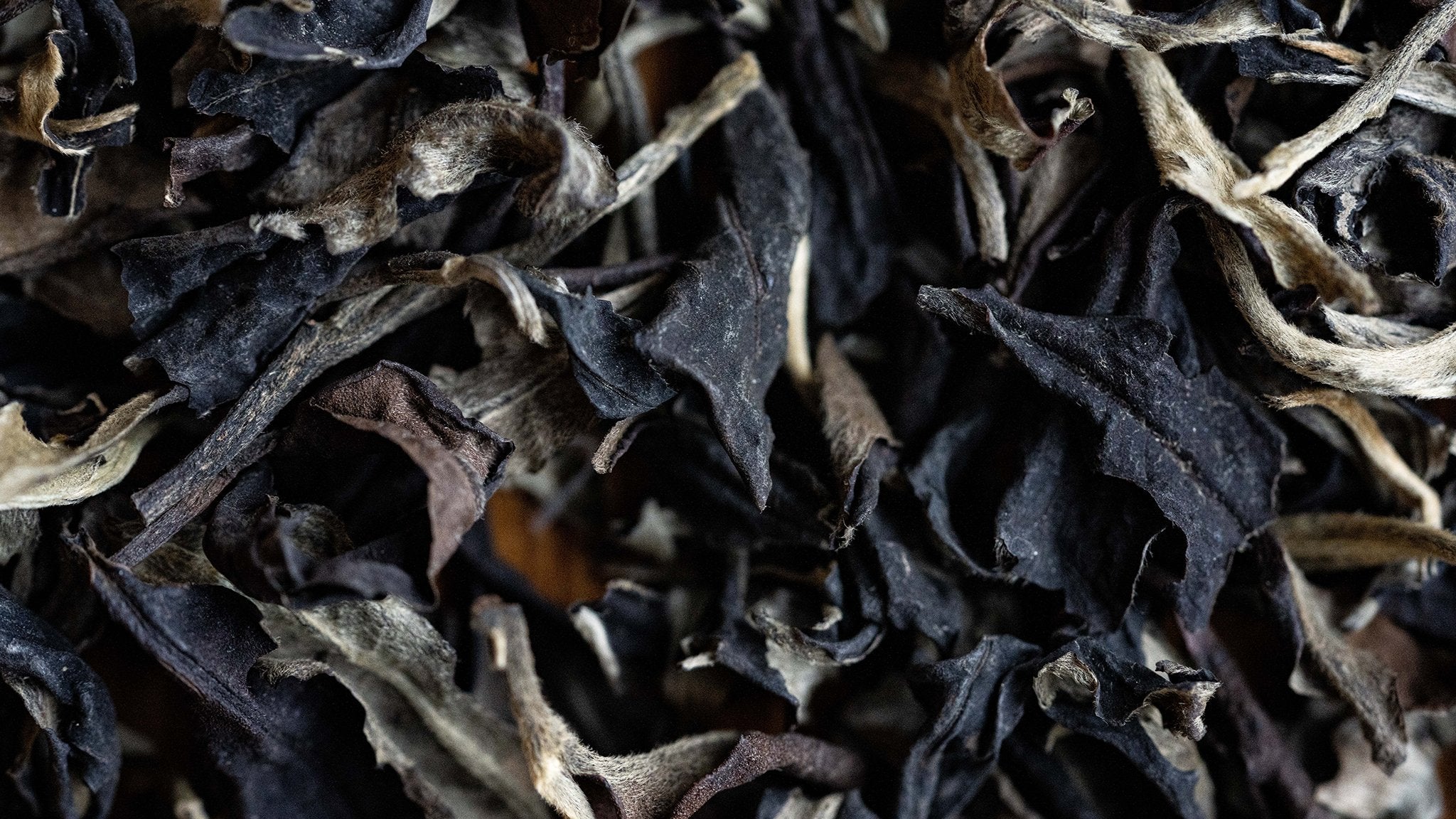 Old Tree White Moonlight - O-FIVE RARE TEA BAR