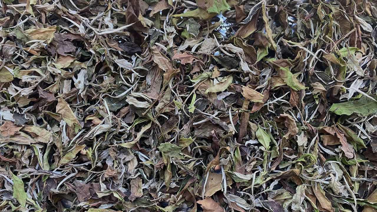 SPIRIT TREE | VIETNAMESE WILD WHITE TEA - O-FIVE RARE TEA BAR