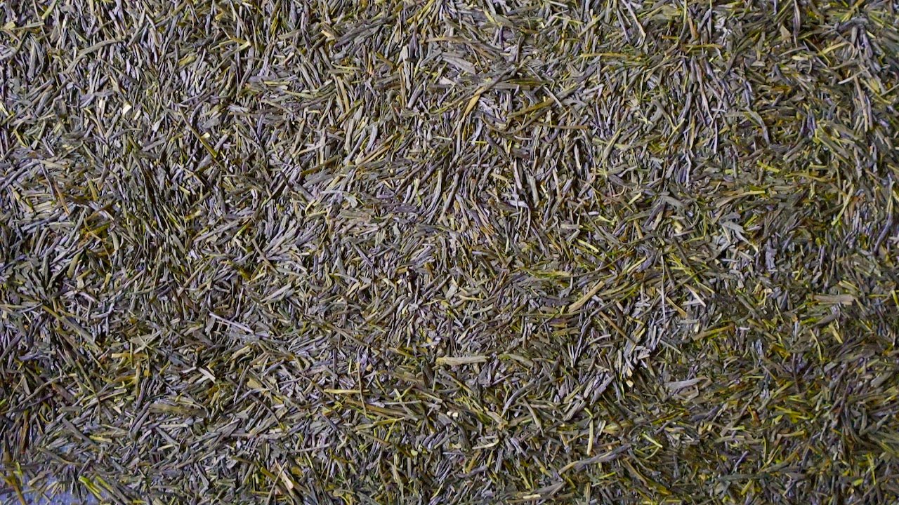 TENRYU (HEAVENLY DRAGON) | Yabukita Asamushi Sencha - O-FIVE RARE TEA BAR
