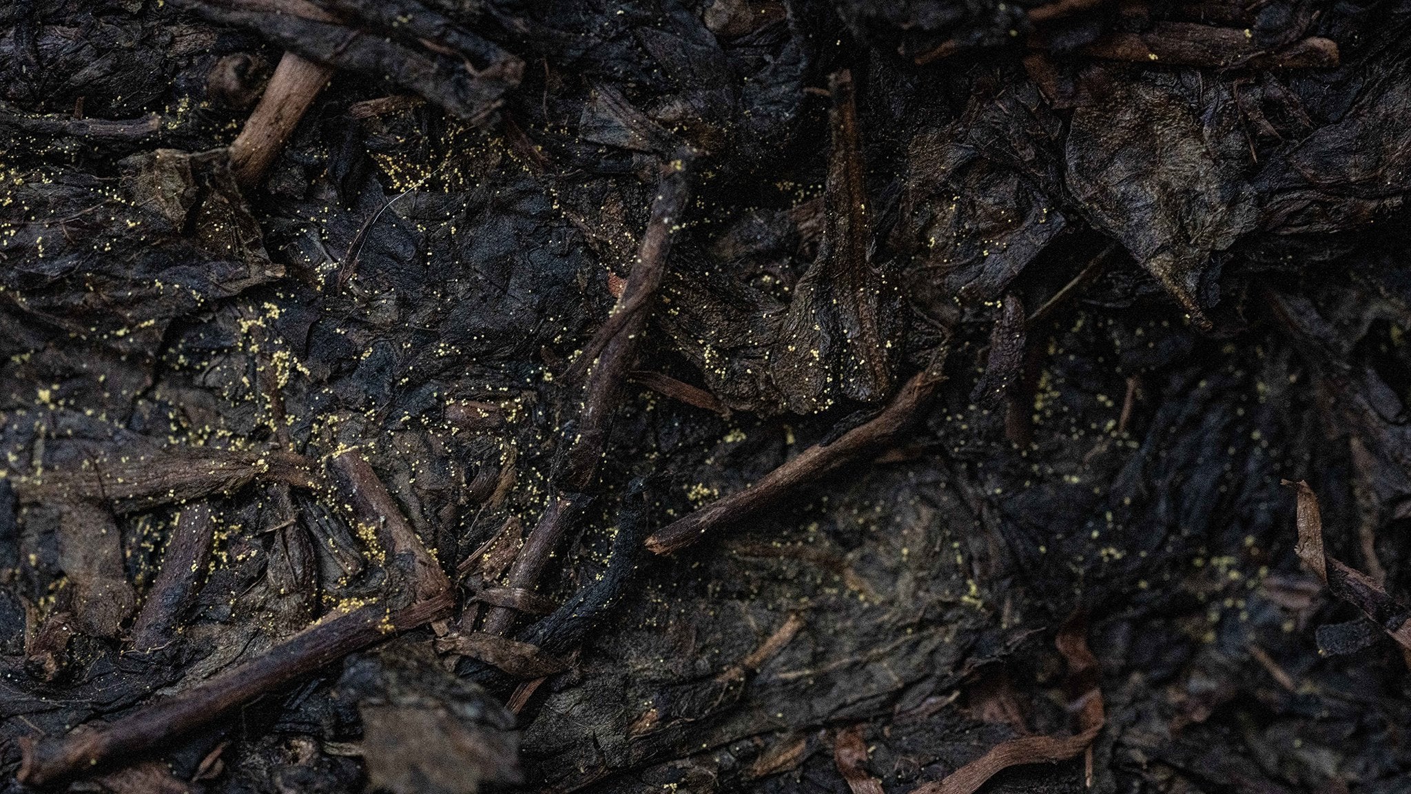 WORKHORSE - O-FIVE RARE TEA BAR