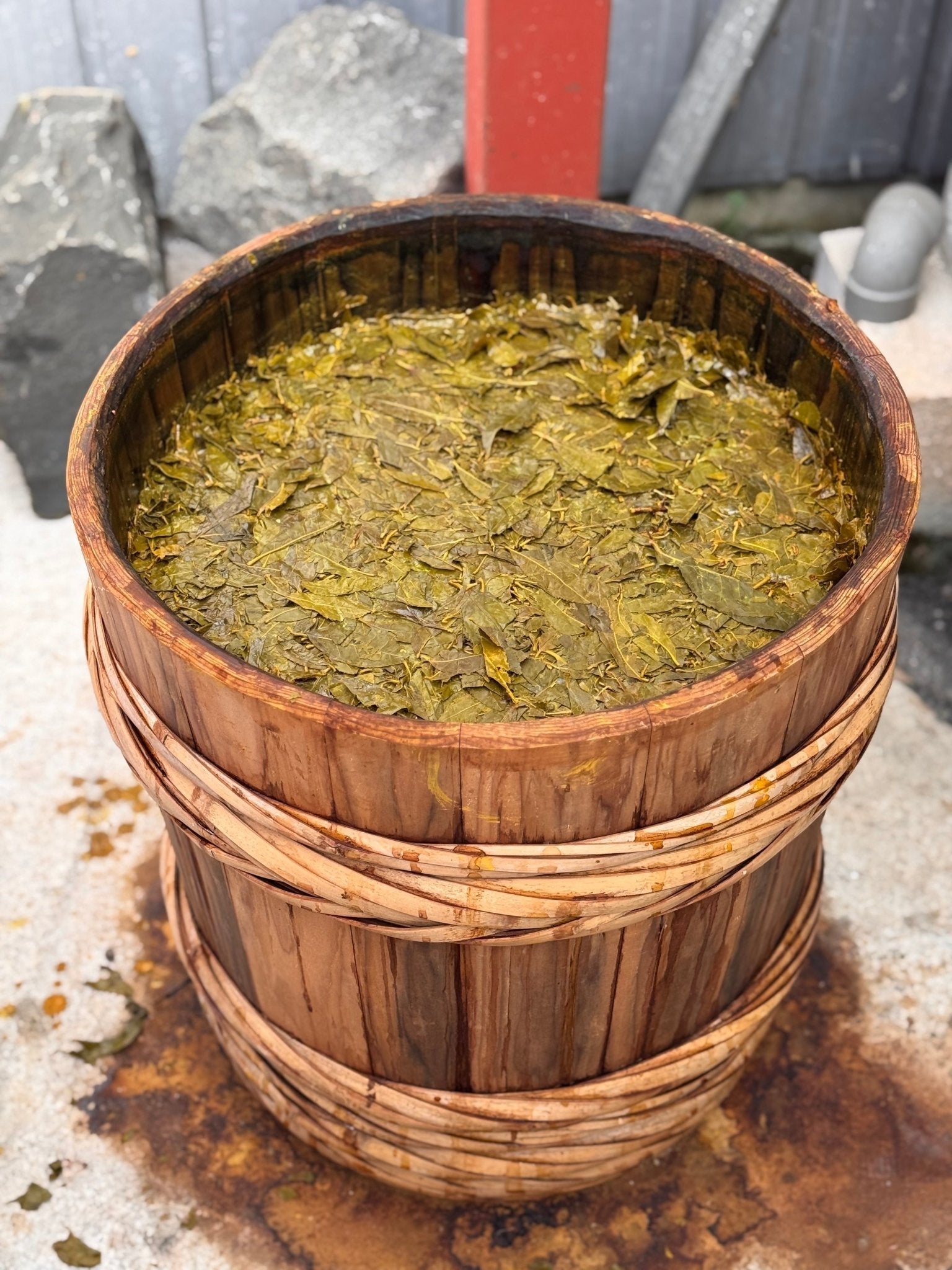 What Is Probiotic Tea? A Guide to Fermented Tea Leaves (Beyond Kombucha) - O5 RARE TEA BAR