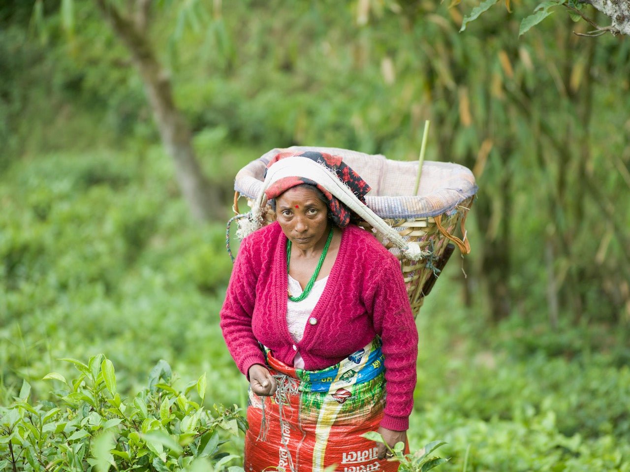 DARJEELING+ (HIMALAYAN) - O-FIVE RARE TEA BAR
