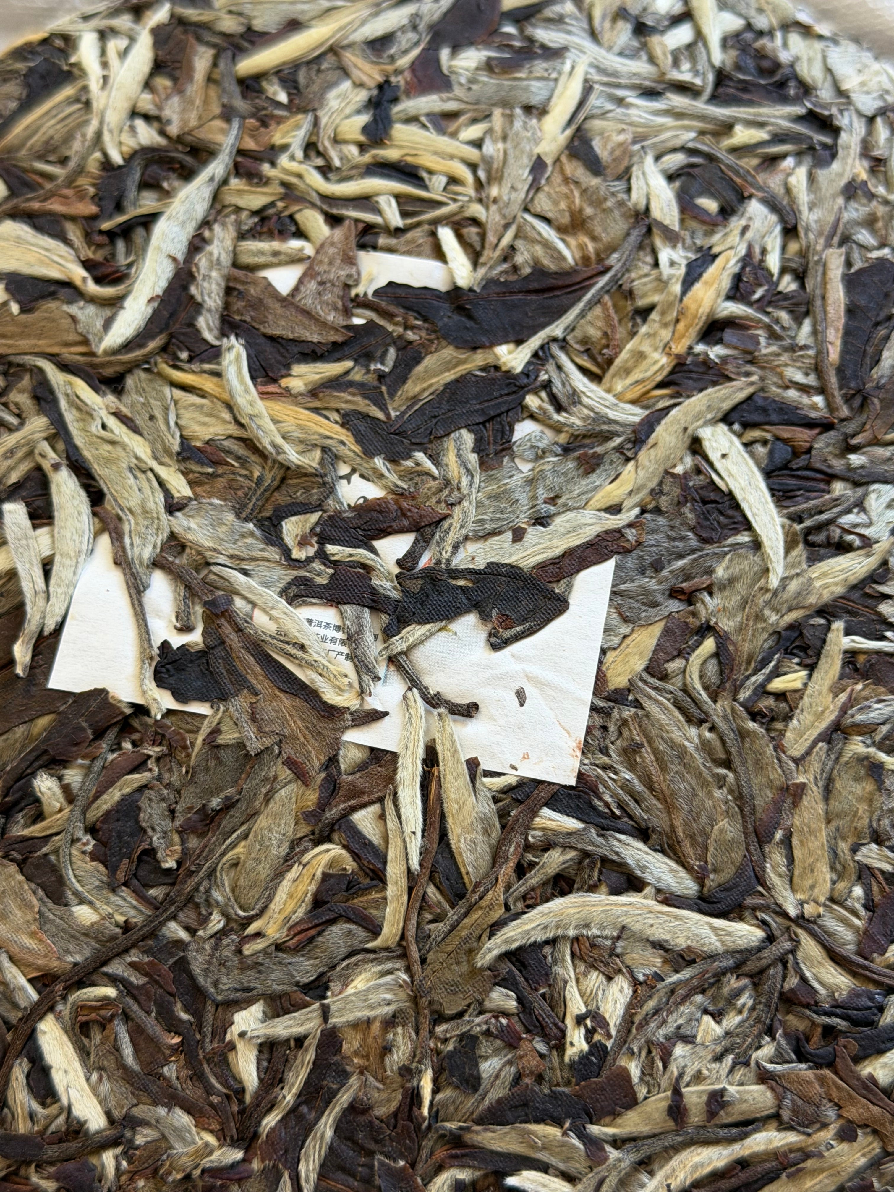 DA YOU, YUNNAN WHITE PEONY | 2023 Ancient Tree White Tea