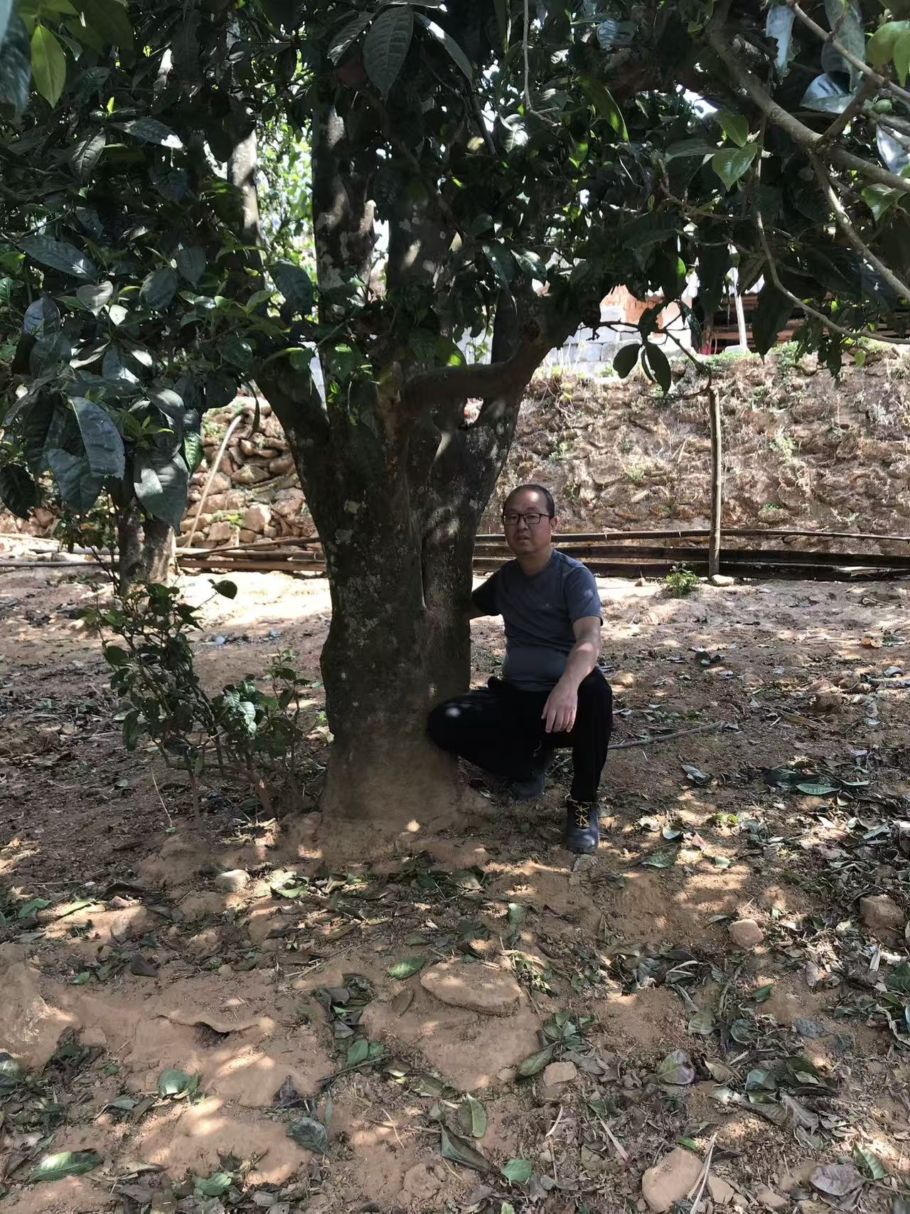 ECHOES OF THE ELDERS | 2013 Raw Mengku Pu Er - O5 RARE TEA BAR