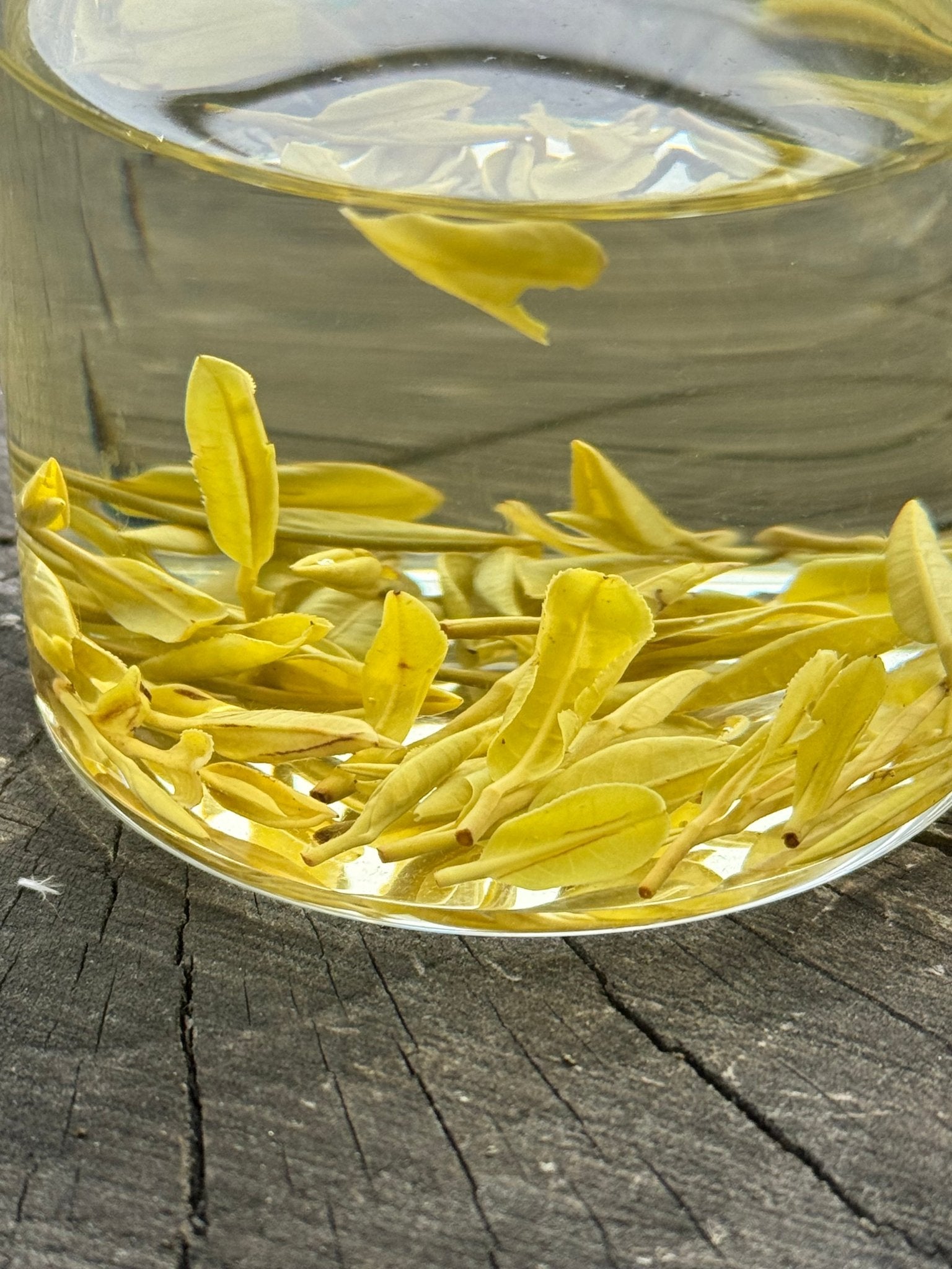 GOLDEN LEAF | Jin Zisun - 2026 - O5 RARE TEA BAR