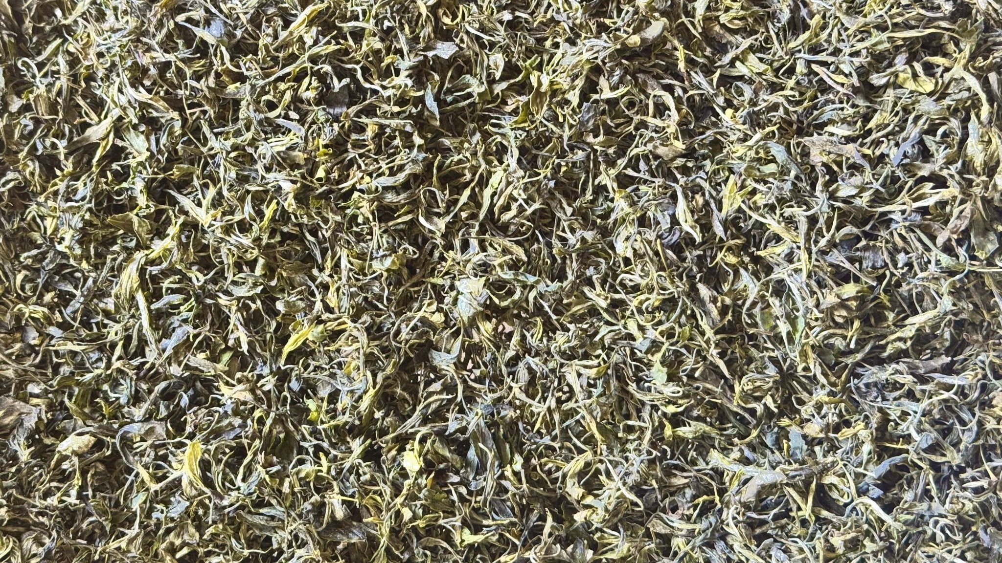 SENCHA SOUL | Ming Dynasty Style Steamed Green, 2026 - O5 RARE TEA BAR