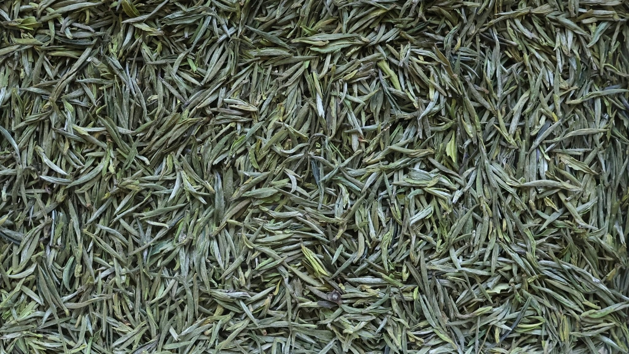 THE TEA CLASSIC | Heirloom GuZhu Zisun - 2025 - O5 RARE TEA BAR