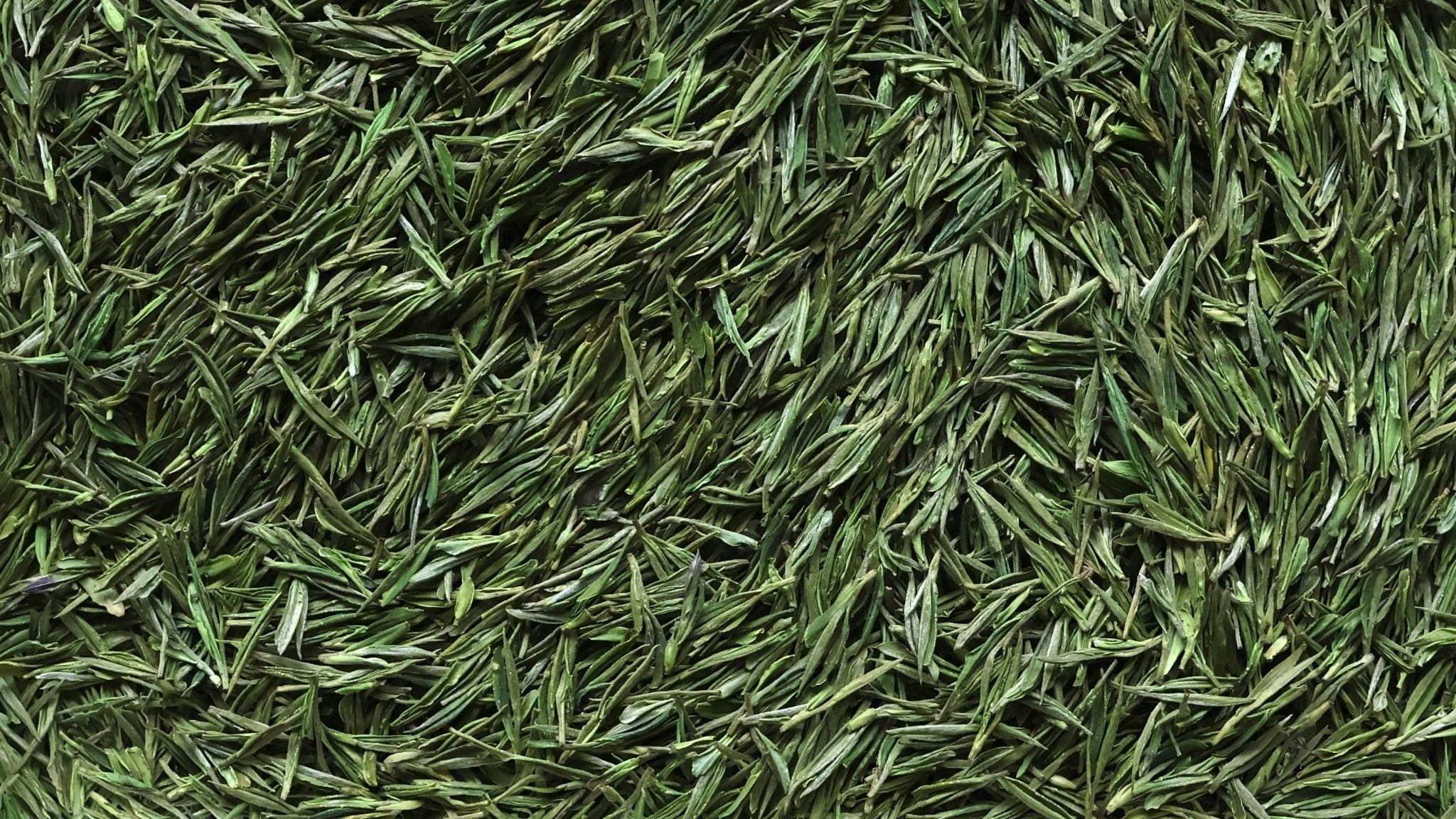 WHISPERING WOODLAND | 'Anji' Bai Cha - 2025 - O5 RARE TEA BAR