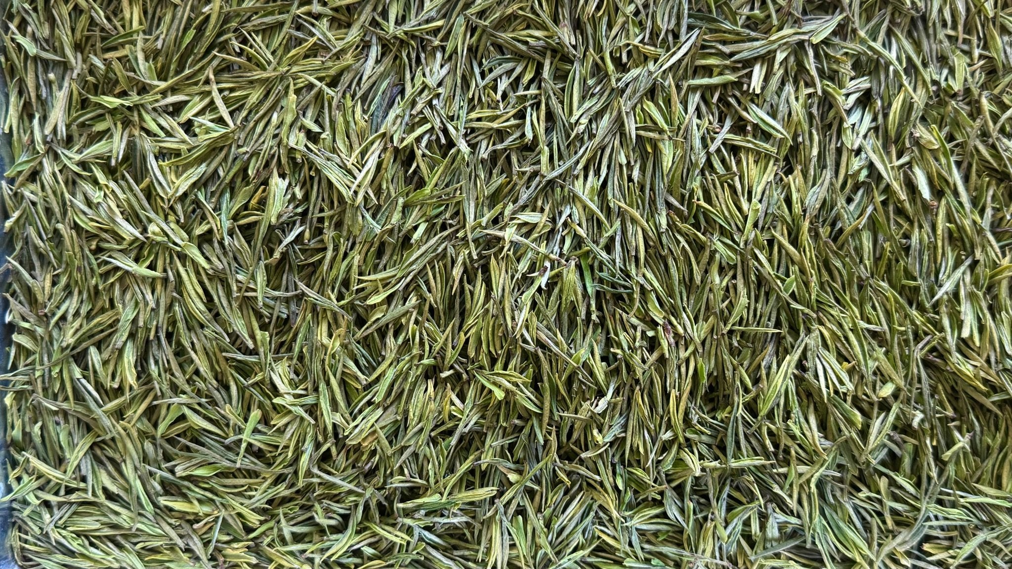 WHISPERING WOODLAND | 'Anji' Bai Cha - 2026 - O5 RARE TEA BAR