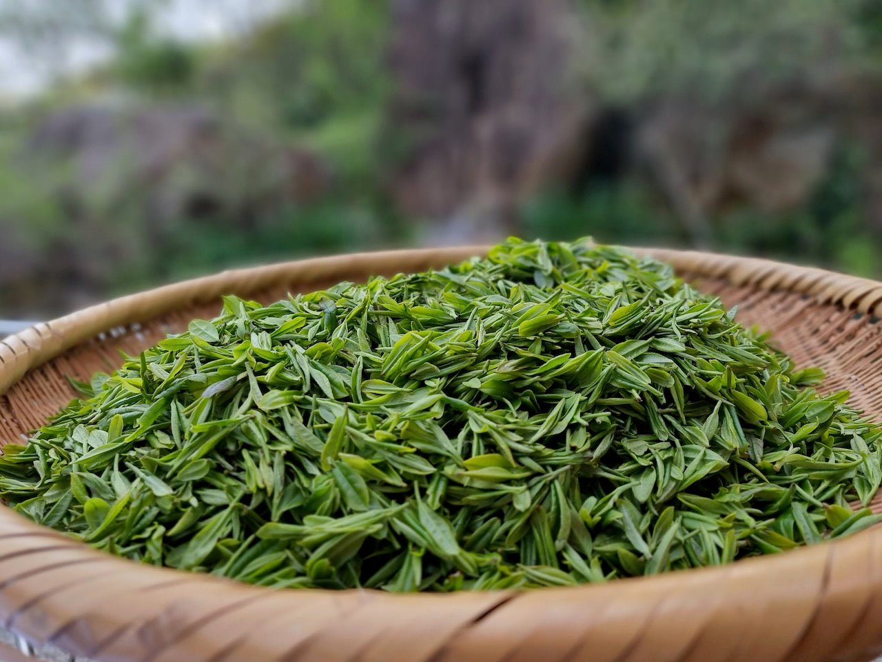 2023 JUNGJAK | HEIRLOOM MICRO-LOT KOREAN GREEN TEA - O-FIVE RARE TEA BAR