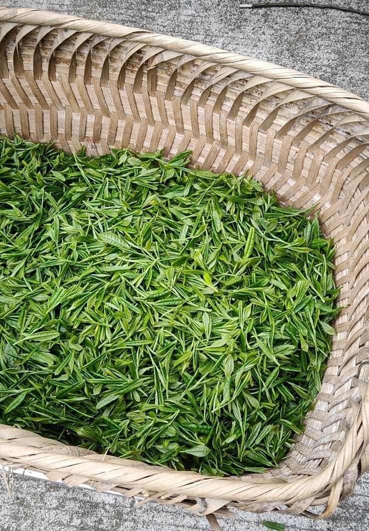 Guizhou Green Tea Fresh Leaves
