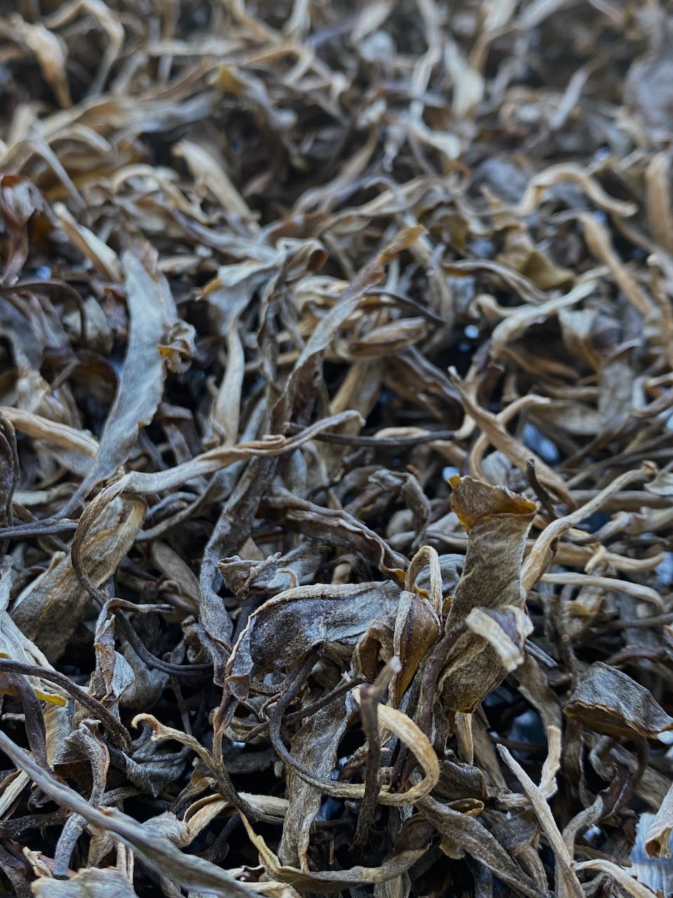 HILL DWELLER | VIETNAMESE ANCIENT TREE RAW TEA - O-FIVE RARE TEA BAR