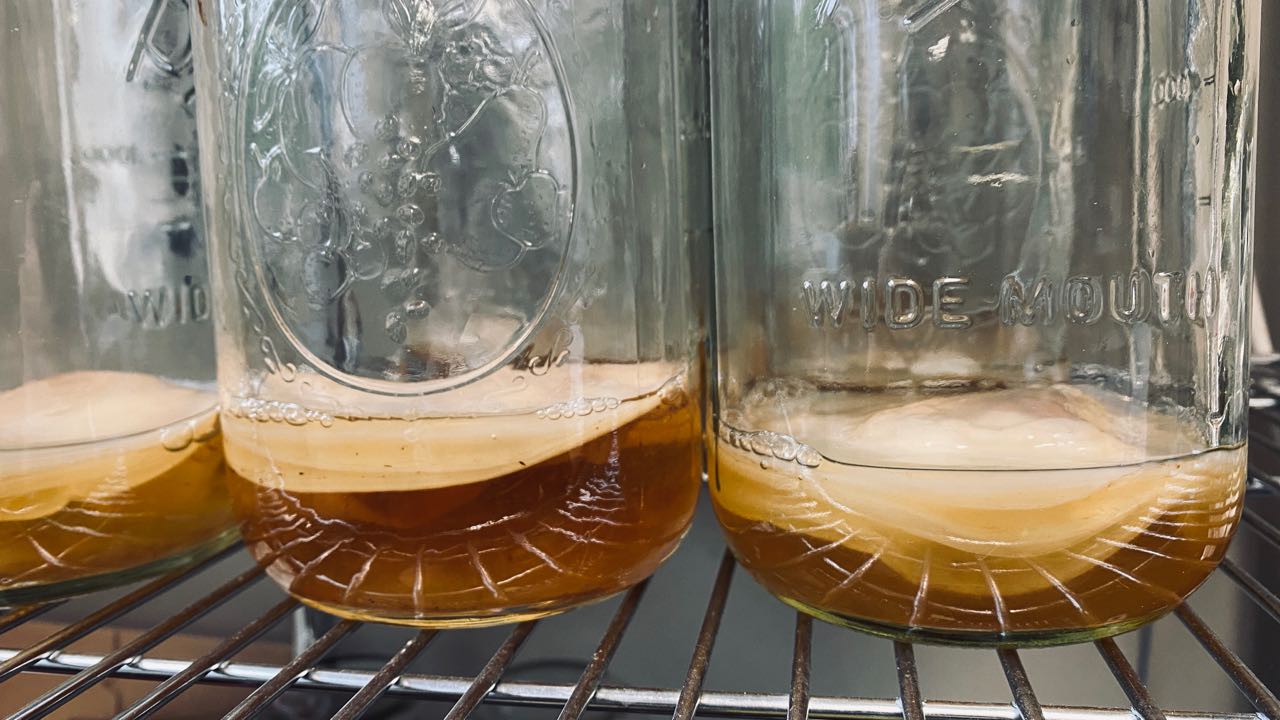 KOMBUCHA SCOBY - O-FIVE RARE TEA BAR