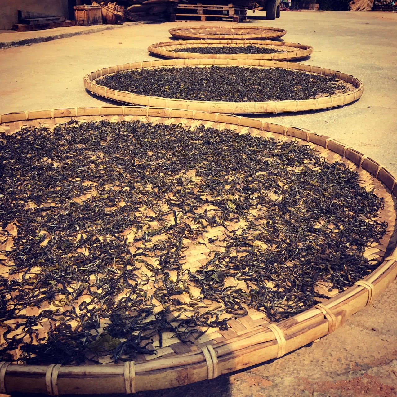 PHONGSALY OLD TREE (NOT) PU ER | 2016 - O5 RARE TEA BAR