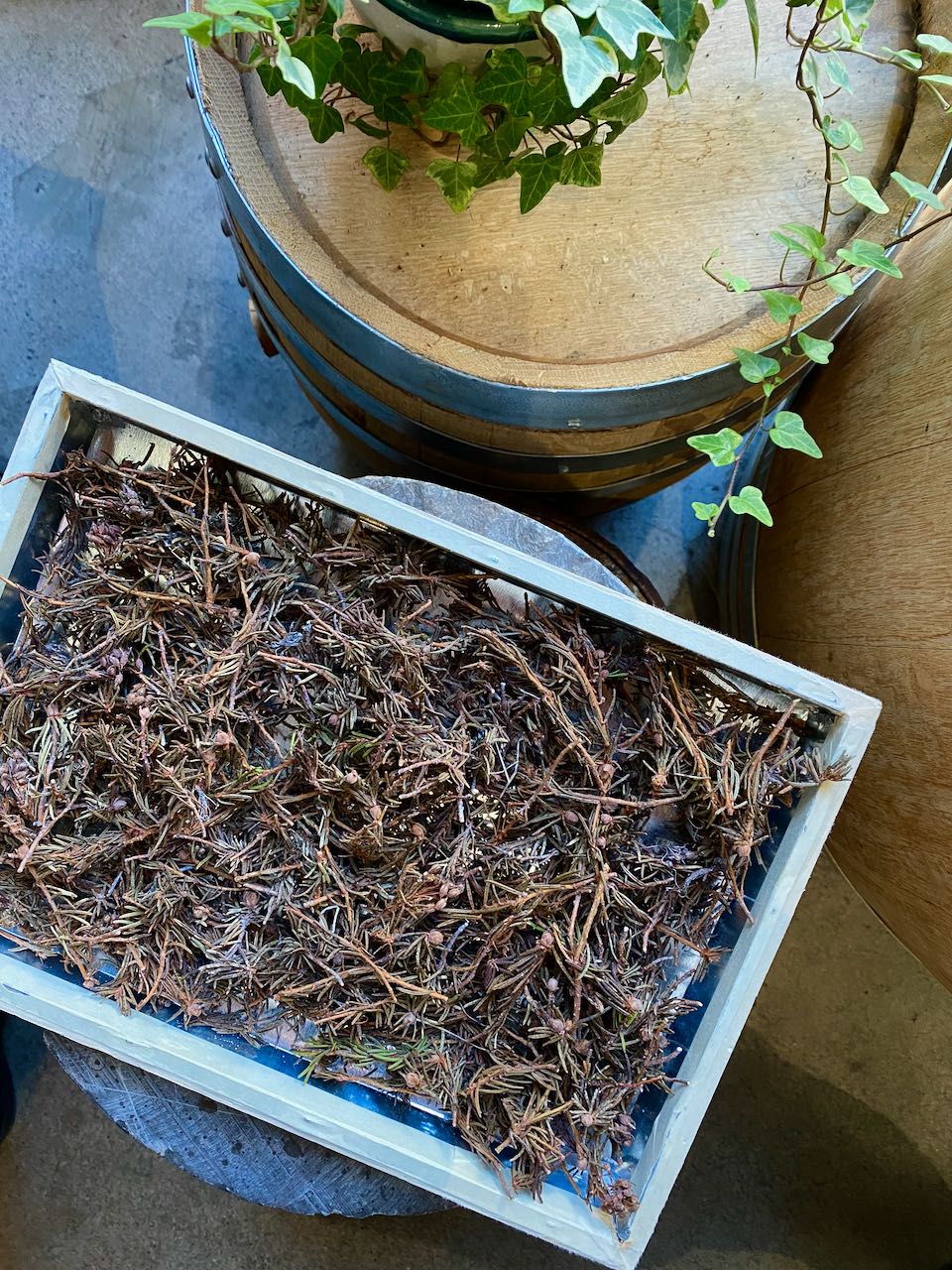 TUNDRA TEA | RANKIN INLET, NUNAVUT - O-FIVE RARE TEA BAR